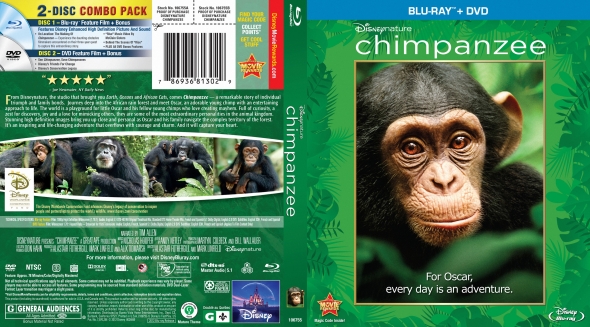 Chimpanzee