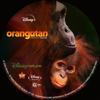 Orangutan