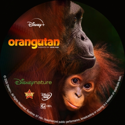 Orangutan