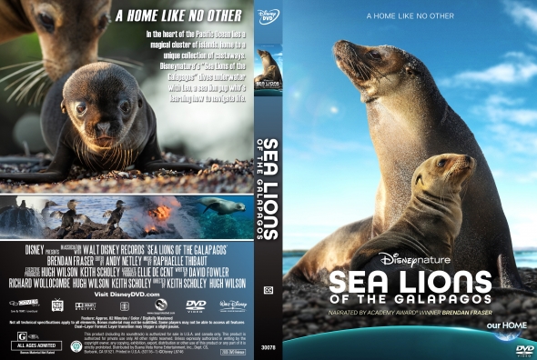 Sea Lions of the Galapagos